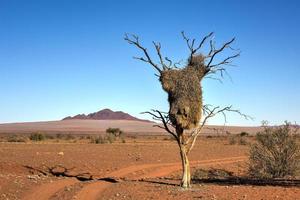 deserto paesaggio - namibrand, namibia foto