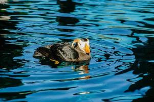 selvaggio puffino a alaska. pulcinelle di mare siamo uno di il maggior parte distintivo mare uccelli nel costiero alaska. foto