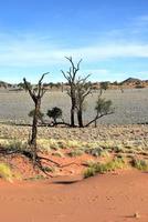 deserto paesaggio - namibrand, namibia foto