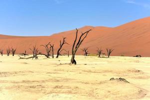 morto vlei, namibia foto