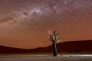 morto vlei, namibia foto