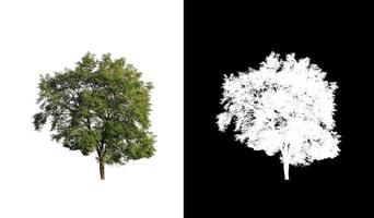 albero isolato su bianca sfondo con ritaglio sentiero e alfa canale foto