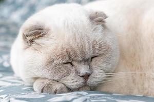 divertente corto dai capelli domestico bianca Britannico gatto addormentato interno a casa. gattino riposo e rilassare su blu divano. animale domestico cura e animali concetto. foto