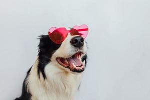 st. San Valentino giorno concetto. divertente cucciolo cane confine collie nel rosso cuore sagomato bicchieri isolato su bianca sfondo. bello cane nel amore festeggiare san valentino giorno. amore malato d'amore romanza cartolina foto