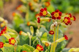 Pasqua concetto. primula primula con arancia rosso fiori nel letto di fiori nel primavera volta. ispirazione naturale floreale primavera o estate fioritura giardino o parco. Ciao primavera. foto