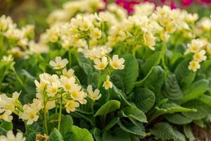 Pasqua concetto. primula primula con giallo fiori nel letto di fiori nel primavera volta. ispirazione naturale floreale primavera o estate fioritura giardino o parco. Ciao primavera. foto