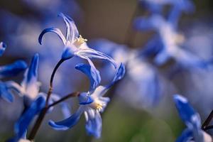 il fiore stella blu nel un' morbido leggero bokeh foto