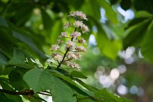 Castagna fiorire su il ramo di un' Castagna albero. bianca fiori su il pugnale foto