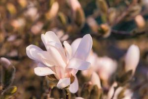 magnolia fiorire su un' magnolia albero. magnolia alberi siamo un' vero splendore foto