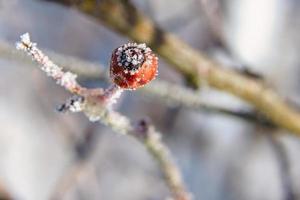 ghiaccio cristalli su un' rosa anca frutta. il risultato era un' ricco di consistenza e bizzarro forme foto