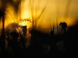 dente di leone nel il tramonto con bellissimo bokeh. leggero pause attraverso il fiore foto