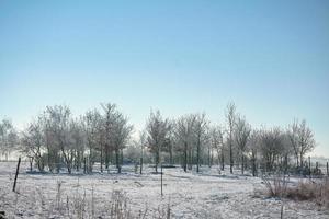 inverno paesaggio con alberi a il fine di un' campo nel gelido freddo Natale stagione foto