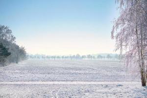 inverno paesaggio con alberi su il bordo di un' campo coperto con neve. inverno paesaggio foto