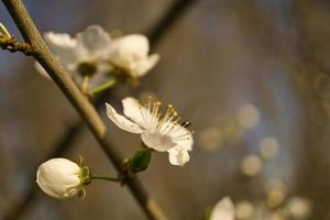 ciliegia fiori su il rami di un' ciliegia albero. sognante, delicato petali quello fioritura foto