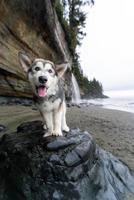 cucciolo a il spiaggia foto