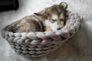 cucciolo addormentato nel un' cestino foto