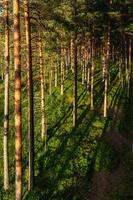 foresta nel il luce del sole foto