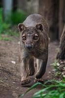 endemico Madagascar fossa in esecuzione su il sentiero, criptoprocta ferox foto