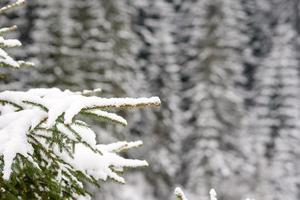 bellissimo inverno verde conifero foresta su il versante di il montagne foto