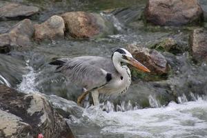 grigio airone nel un' parco foto