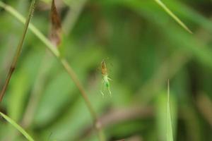 giallo ragno sospeso su suo ragnatela mangiare un' katydid foto