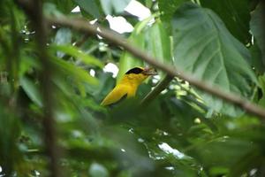 nero naped rigogolo nel un' natura Riserva mangrovia paludi foto