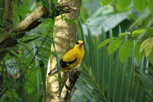 nero naped rigogolo nel un' natura Riserva mangrovia paludi foto