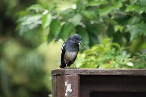 orientale gazza pettirosso vicino su nel un' parco foto