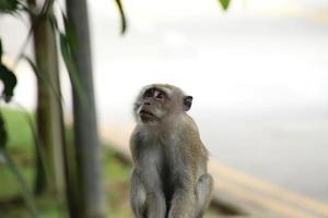 lungo dalla coda macaco macaca fascicolare foto