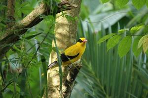 nero naped rigogolo nel un' natura Riserva mangrovia paludi foto