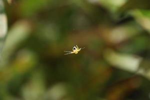 giallo ragno sospeso su suo ragnatela mangiare un' katydid foto