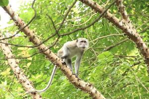 lungo dalla coda macaco macaca fascicolare foto