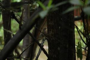 oliva alato bulbul dietro a un' albero foto