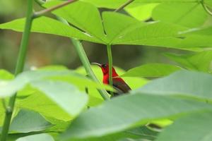 cremisi sunbird dietro a il le foglie sotto luce del sole foto