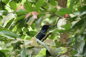 maggiore racchetta dalla coda drongo dietro a un' albero ramo foto