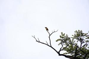 oliva sostenuto sunbird arroccato su superiore di un' albero ramo foto