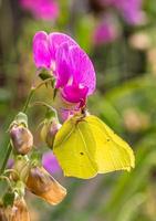 un' macro tiro di un' giallo e verde Comune zolfo, gopteryx ramni, farfalla alimentazione a partire dal sudore pisello fiore lathyrus odorato. foto