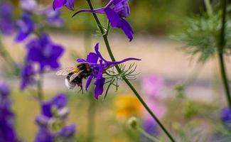 piccolo difficile Lavorando bombo raccolta polline a partire dal viola alpino delfinio, delfinio elatum, fiore durante soleggiato estate giorno. foto