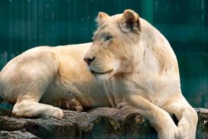 bellissimo leonessa bugie su un' pietra e guardare lontano foto