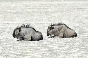 gnu - etosha, namibia foto