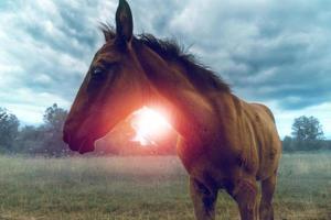 affascinante poco cavallo di battaglia in mezzo un' grigio cielo foto