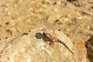 mimetico lucertola a pietrificato foresta, chorixas, namibia foto