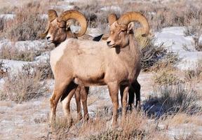 grande corno pecora nel Wyoming foto