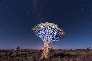 faretra albero foresta - nambia foto