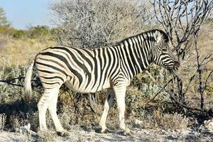 zebra - etosha, namibia foto