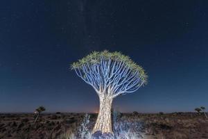 faretra albero foresta - nambia foto