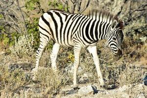 zebra - etosha, namibia foto