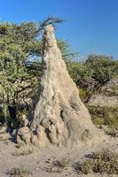 termite tumulo - namibia foto
