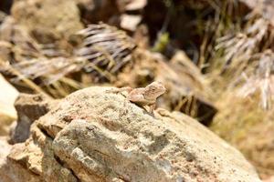 mimetico lucertola a pietrificato foresta, chorixas, namibia foto