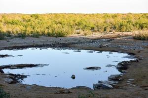 irrigazione buco - etosha, namibia foto